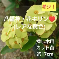 【希少！】花キリン・八福神(レアな黄色)♥️挿し木用カット苗約17cm