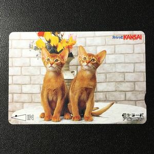 南海/2004年度発売開始柄ー動物「猫シリーズ　アビシニアン」ーコンパスカード(使用済/スルッとKANSAI)