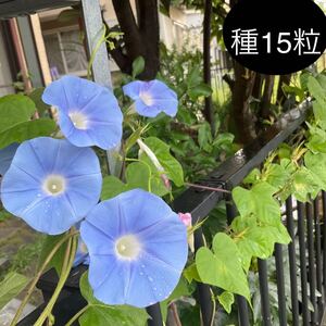 朝顔の種15粒　2024年10月採取