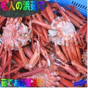 【釜揚げ直送】「浜茹で蟹/整体　12尾位で5kg」完全無欠　(紅ずわい蟹)