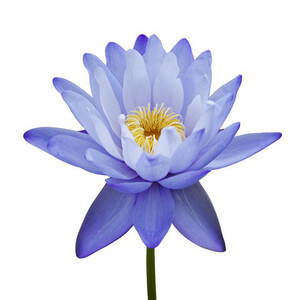 ★Sale★高品質＆格安★ブルーロータス/Blue Lotus Absolute 濃度10%　30ml