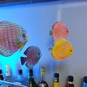 ＊ ディスカス 6匹 熱帯魚 モビール 綺麗な魚 フレンステッド ではないです。 魚 モンテッソーリ にオススメ Flensted ではない！