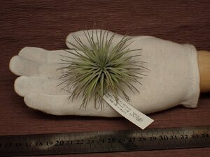 Tillandsia fuchsii SP チランジア・フックシー 549■エアプランツEP