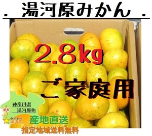 湯河原みかん 約2.8kg ご家庭用 早生みかん☆訳あり サイズ不選別 産地直送 数量限定! ゆがわらみかん 約2.8キロ