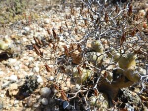 Tylecodon reticulatus チレコドン レティキュラータス 万物想 100粒