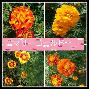 オレンジ色の花　マリーゴールド　種子　タネ　農薬不使用