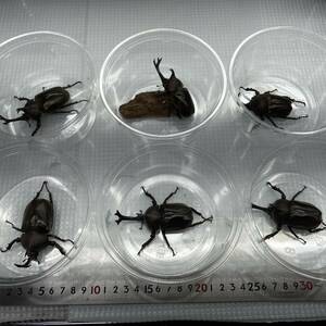 国産カブトムシ 6ペアセット　オス6匹メス6匹　ヤマトカブトムシ