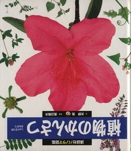 植物のかんさつ 講談社パノラマ図鑑16/矢野亮【文】,渡辺晴夫【写真】