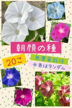 朝顔の種 20個