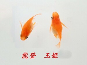 楊貴妃 ダルマメダカの有精卵 25個