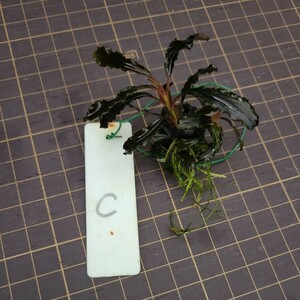 【C】【yuryoreina】◎送料込◎ブセファランドラsp.ゴジラ(Bucephalandra.sp Godzilla.)