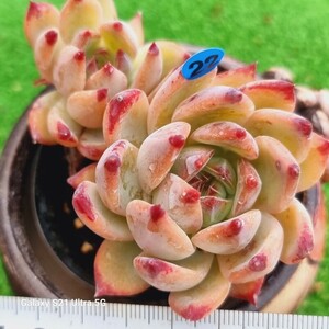 1225発送-B022 ラタム エケベリア 多肉植物 韓国苗