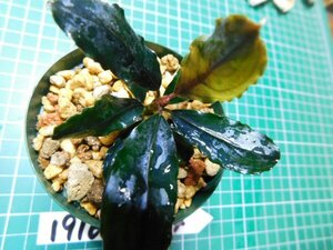 ◎1916TN154　 (自家栽培）水草　ブセファランドラ　Bucephalandra sp. Pandora Variant①