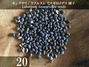 キングサリ ラブルヌム アナギロイデス 種子 20粒+α Laburnum Anagyroides 20 seeds+α 種