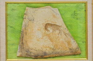 【化石】　エビ　ゾルンホーフェン 額装：42×51㎝　石板：26×21㎝　海老　シュリンプ　240518-24