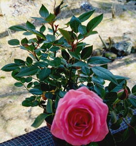 バラ苗 ミニバラ 薔薇、抜き苗、白薔薇