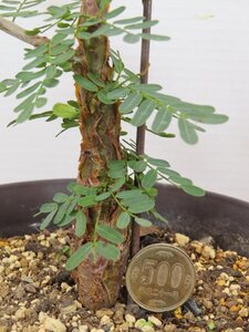 8689 「実生」センナ　メリディオナリス大【・発根・Senna meridionalis・葉落ちします】