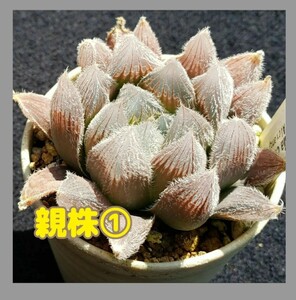 種子２０粒 ハオルチア ベヌスタ Haworthia venusta