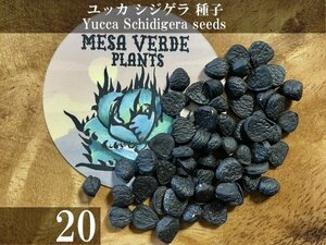ユッカ シジゲラ 種子 20粒+α Yucca Schidigera 20 seeds+α 種