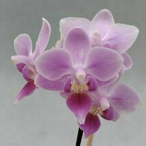 Phalaenopsis equestris 原種 ファレノプシス・エクエストリス