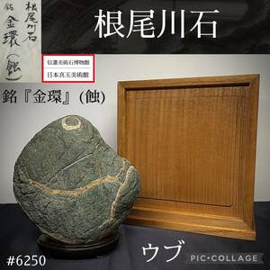 【水石復興イベント】水石 盆栽 根尾川石 ウブ 銘『金環』(蝕) 横13×高14(cm)1.54kg 骨董盆石古美術鑑賞石観賞石太湖石中国古玩 6250