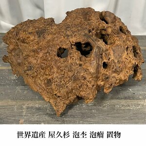 G181 世界遺産 屋久杉 泡瘤 泡杢 オブジェ 置物 床の間飾り / 天然木 銘木 希少 / 神奈川県秦野市