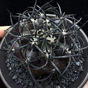 379Gコピアポア グリセオビオラセア 栗星玉 spicygem Copiapoa griseoviolacea 優選株