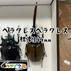 ヘラクレスヘラクレス144mm標本新品シーラケース付き（ヘラクレスオオカブト原名亜種DHヘラクレス死虫）