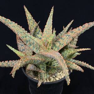 《PW》アロエ“Aloe hyb. [DW-1]”多肉植物