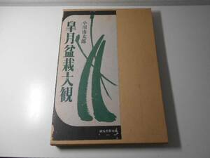 皐月盆栽大観　小川由太郎　誠文堂新光社　◆盆栽 写真集