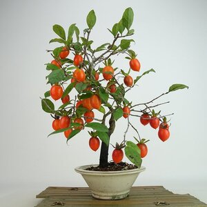 盆栽 老爺柿 紅大福 樹高 約32cm ろうやがき Diospyros rhombifolia ロウヤガキ 実物 雌木 カキノキ科 落葉～半落葉樹 観賞用 現品