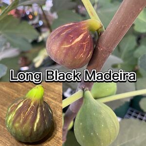 イチジク　穂木　 Long Black Madeira 長い穂木を落札後に切り分けて梱包します。　果樹、挿し木、接木、Fig、レア品種