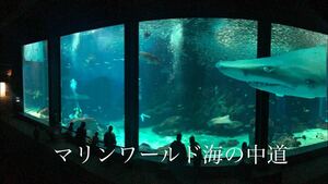 マリンワールド海の中道 水族館 チケット 大人1枚 子供1枚【24年6月30日まで】