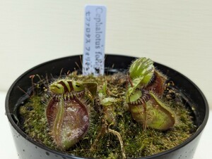  ⑤食虫植物　セファロタス　フォリキュラリス　3.5号 　レア人気注目植物　品薄　検索ハエトリソウサラセニアウツボカズラ