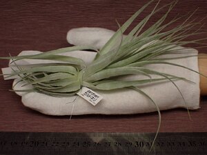 Tillandsia gardneri チランジア・ガルドネリ 504★エアプランツEP