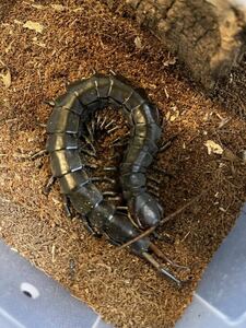 【CH幼体】ハイナンブラックタイガーレッグ/Scolopendra hainanum 1匹　ムカデ