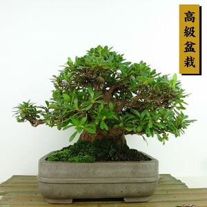 盆栽 皐月 大盃 樹高 約16cm さつき 高級盆栽 Rhododendron indicum サツキ ツツジ科 常緑樹 観賞用 小品 現品