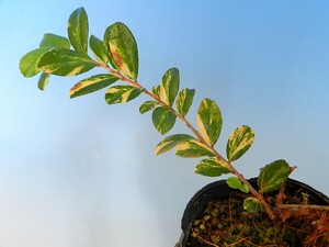 斑入(黄掃込)　浜ヒサカキ　A・珍品・花木・山野草