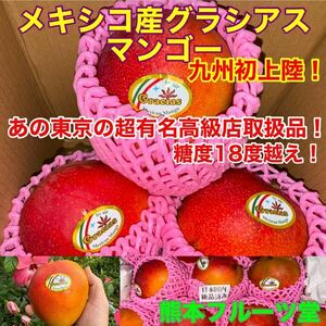 即発送！濃厚な甘味！メキシコ産 グラシアスマンゴーたっぷり3玉セット【大玉3L 1玉500g前後】熊本フルーツ堂3