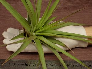 Tillandsia concolor 