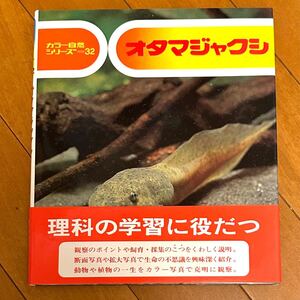 オタマジャクシ　カラー自然シリーズ３２　文 小田英智 写真 久保秀一　偕成社