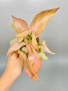 「13」New! Syngonium pink bunnies narrow form シンゴニウム　ピンク　バニーズ 