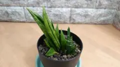 Sansevieria Crested Hahnii クレステッド ハーニー