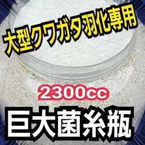 超ビック☆2300mlヒマラヤひらたけ菌糸ボトル　外産ヒラタやギラファなど大型クワガタを羽化させたい方に！トレハロース、キトサン強化配合