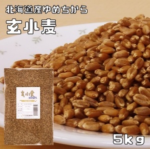 玄小麦（ゆめちから） 5kg 豆力 北海道産 小麦 強力小麦 麦ご飯 小麦玄麦 雑穀 国産 全粒粉 無添加 強力粉 胚乳 小麦胚芽 小麦ふすま