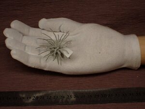 Tillandsia plumosa チランジア・プルモサ 698★エアプランツDF