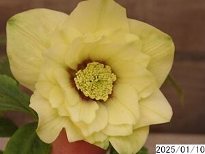 花1ガク0蕾2 開花株3.5号 小野寺園芸生産 多弁ダブル クリスマスローズ0110028