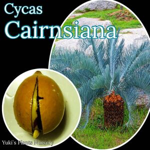 サイカス・カイルンシアナ 発根種子×1【ブルー葉ソテツ】Cycas cirnsiana