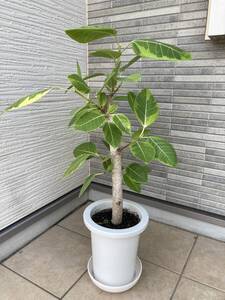 極太幹のレア株★『フィカス・アルテシマ☆（アルテシーマ）Ficus altissima』の鉢植え　樹高約８２ｃｍ（鉢底から）１点物