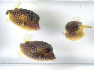 ハコフグ2匹セット 3～4cmの可愛いハコフグ幼魚2匹　[早期終了有り]